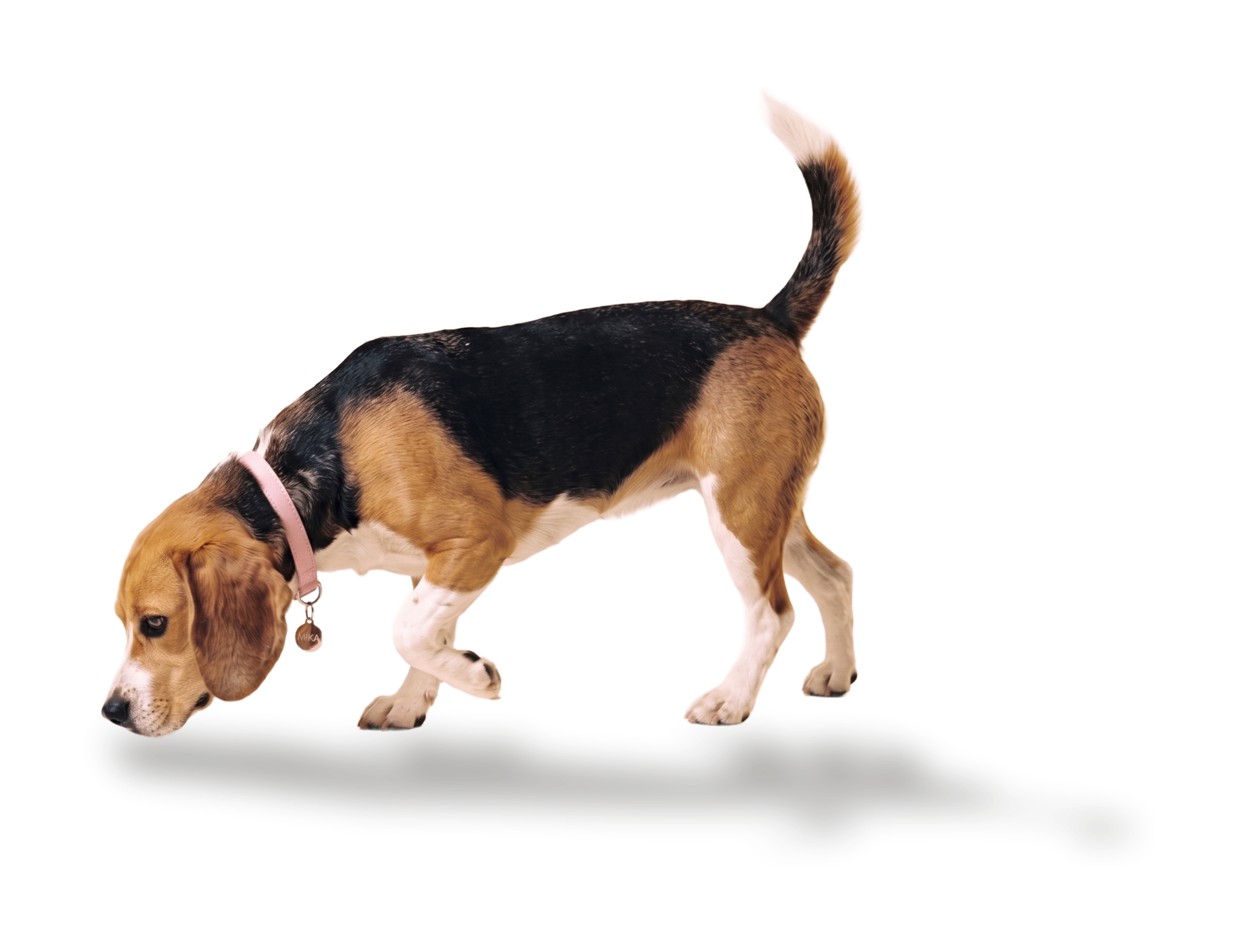 Beagle, the trade show lead capture companion